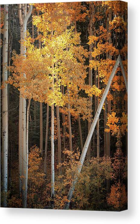 Scenics Canvas Print featuring the photograph Aspen Glow by Mary Lee Dereske