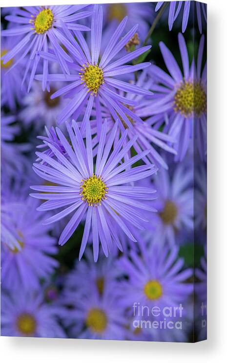 Aster Canvas Print featuring the photograph Aster Frikartii Monch Flower in Autumn by Tim Gainey