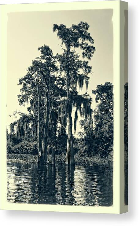 Tree Canvas Print featuring the photograph Atchafalaya Basin Southern Louisiana 2021 Ambrotype 95 by Maggy Marsh