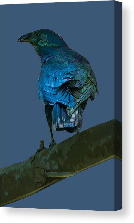 Aurora Colors Canvas Print featuring the painting Aurora Crow by Judy Cuddehe