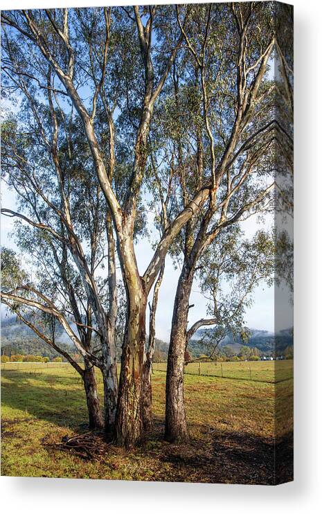 Australian Gum Trees Canvas Print featuring the photograph Australian Gum Trees by Vicki Walsh