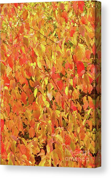 Nature Canvas Print featuring the photograph Autumn Abstract by Stephen Melia