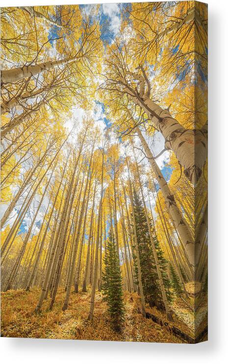 Fall Colors Canvas Print featuring the photograph Autumn Giants by Darren White