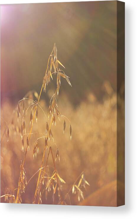 Agriculture Canvas Print featuring the photograph Autumn harvest by Maria Dimitrova