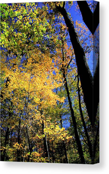 Autumn Canvas Print featuring the photograph Autumn Splendor by Steve Ember