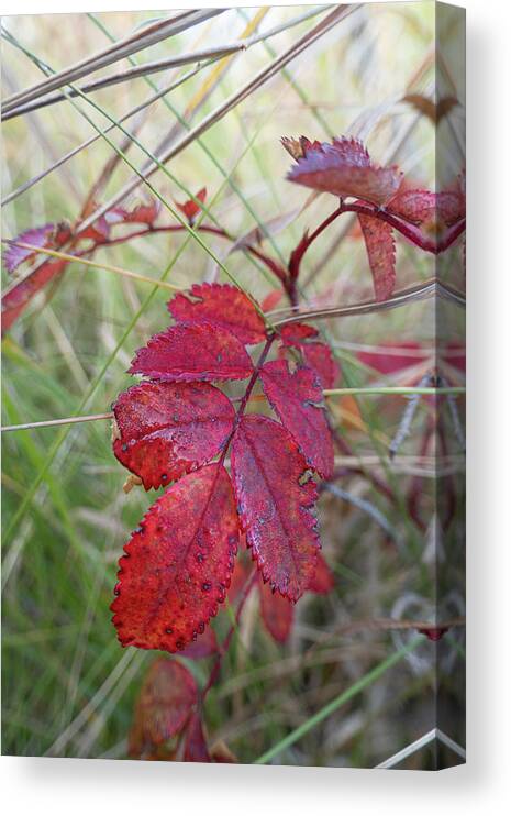 Red Canvas Print featuring the photograph Autumn Wild Rose Leaves by Karen Rispin