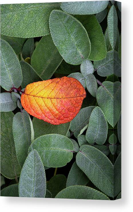 Autumnal Canvas Print featuring the photograph Autumnal leaf in a sage bush by Bernhard Schaffer