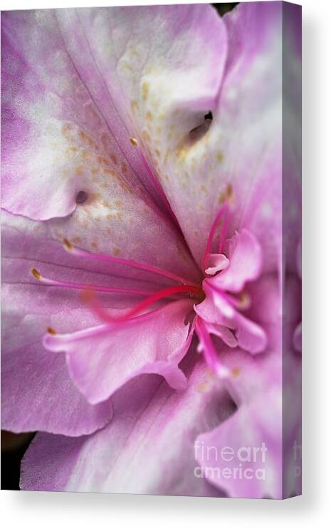 Azalea Indica Rosa Belton Canvas Print featuring the photograph Azaleas Heart by Joy Watson