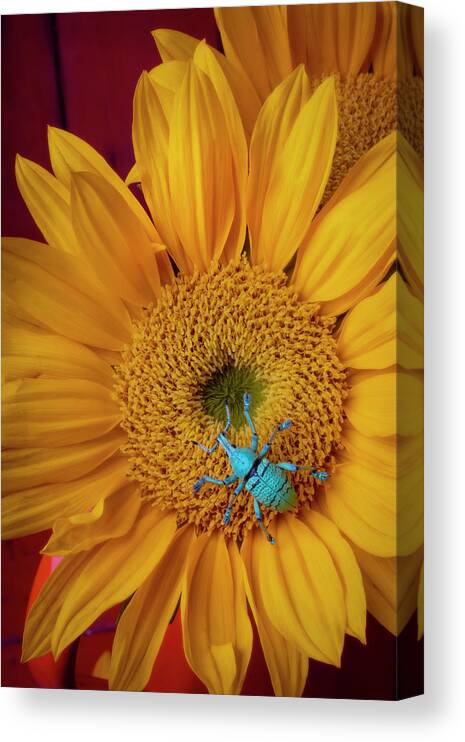Boll Weevil Canvas Print featuring the photograph B0ll Weevil On Sunflower by Garry Gay