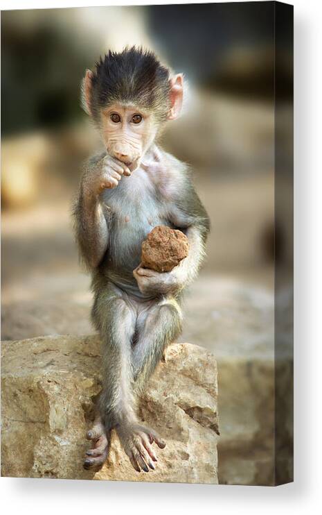 Baboon Canvas Print featuring the photograph Baboon Baby by Yuri Peress