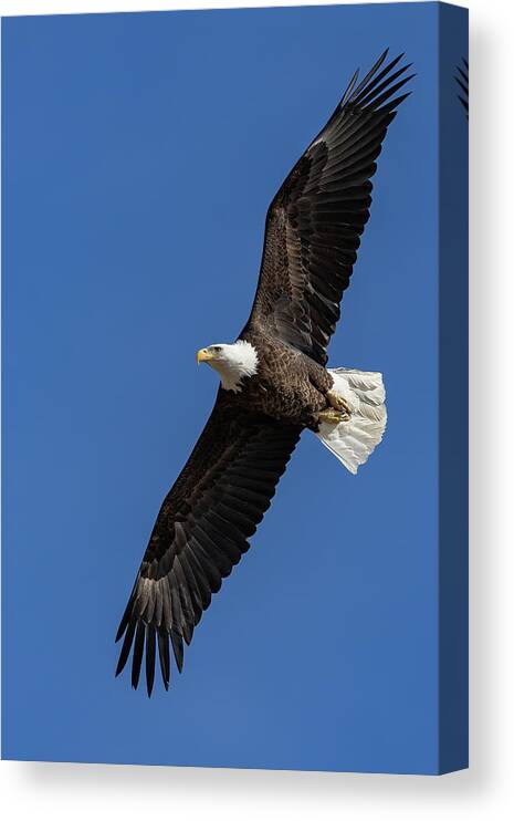 Bald Eagle Canvas Print featuring the photograph Bald Eagle Flyby Portrait by Tony Hake