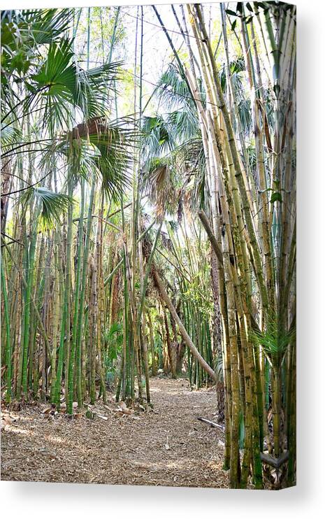 Bamboo Trees Canvas Print featuring the photograph Bamboo Forest by Alison Belsan Horton