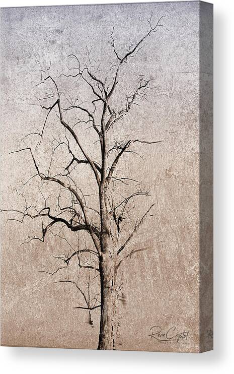 Trees Canvas Print featuring the photograph Baring It All by Rene Crystal