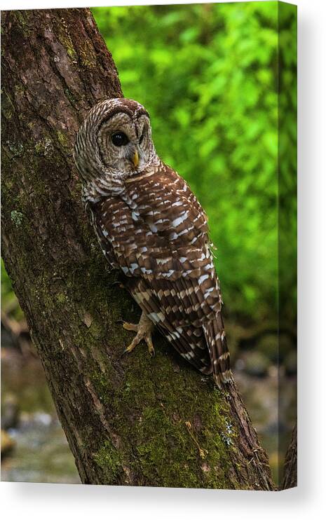 Great Smoky Mountains National Park Canvas Print featuring the photograph Barred Owl 2 by Melissa Southern