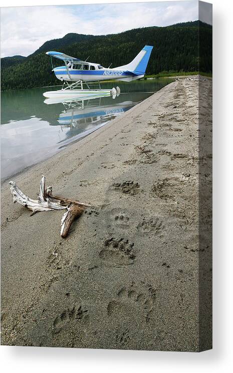 Alaska Canvas Print featuring the photograph Bear Tracks in Alaska by Cheryl Strahl