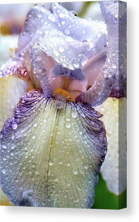 Recent Canvas Print featuring the photograph Bearded iris quenching its thirst by Geraldine Scull