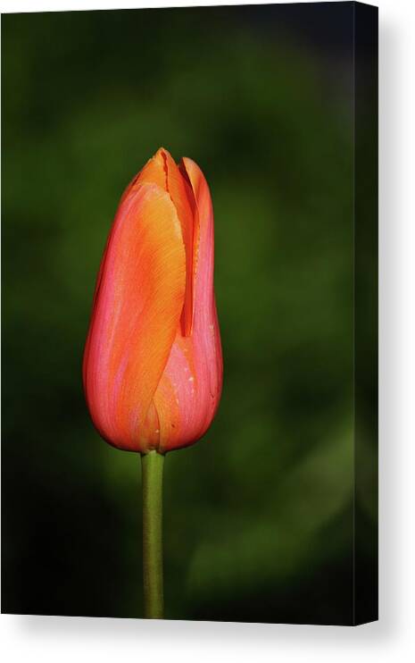 Nature Canvas Print featuring the photograph Beautiful Blossom by Lens Art Photography By Larry Trager