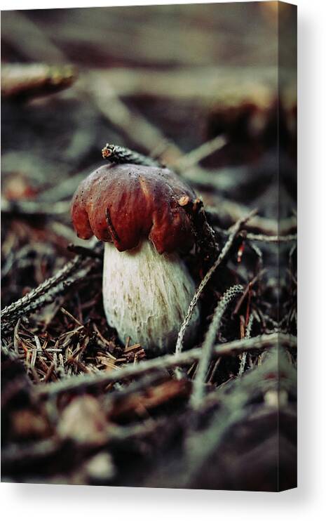 Czech Republic Canvas Print featuring the photograph Beautiful white-brown Boletus pinophilus placed between needles and withered twigs. Penny bun in a beautiful dark environment. by Vaclav Sonnek