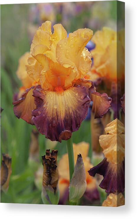 Jenny Rainbow Fine Art Photography Canvas Print featuring the photograph Beauty Of Irises - Jazz Band 2 by Jenny Rainbow