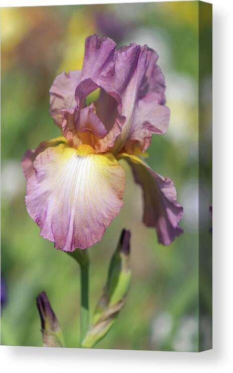 Jenny Rainbow Fine Art Photography Canvas Print featuring the photograph Beauty Of Irises. Souzvuk 1 by Jenny Rainbow