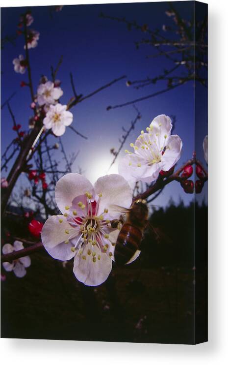 Insect Canvas Print featuring the photograph Bee approaching Cherry blossoms, rear view by Dex Image