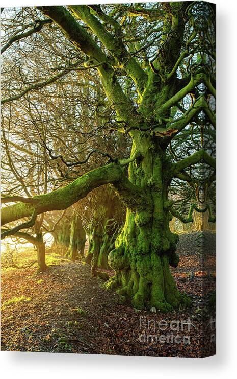 Sunrise Canvas Print featuring the photograph Beech Trees at Sunrise on Martinsell Hill Wiltshire by Tim Gainey