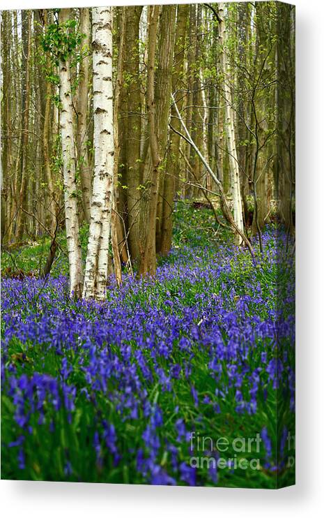 Bluebell Woods Canvas Print featuring the photograph Birch Tree Trunks and Bluebell Woods England by James Brunker