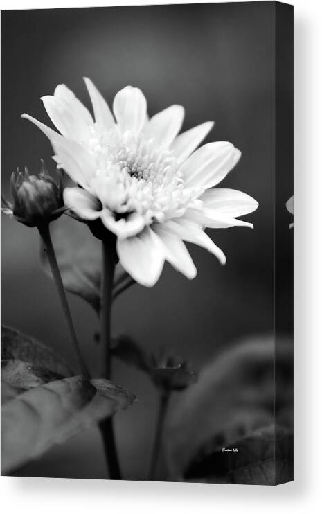 Flower Canvas Print featuring the photograph Black and White Coreopsis Flower by Christina Rollo