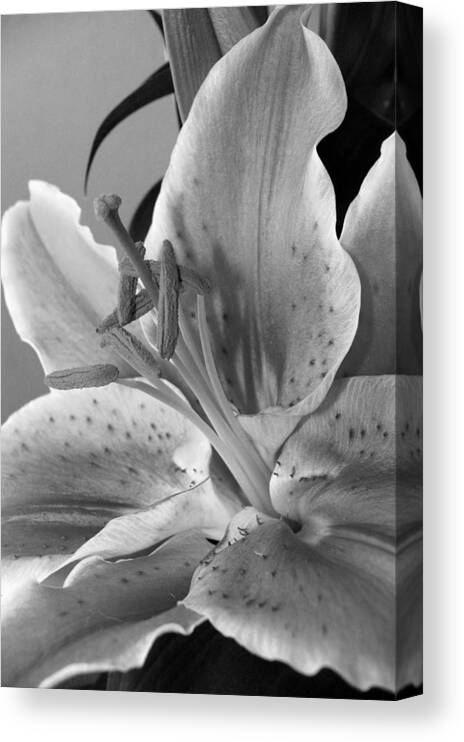 Lily Canvas Print featuring the photograph Black and White Lily 1 by Amy Fose