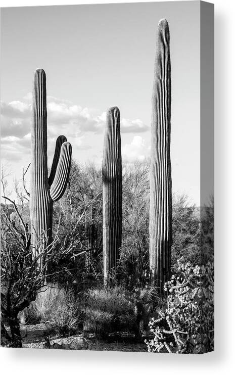Arizona Canvas Print featuring the photograph Black Arizona Series - Four Cactus by Philippe HUGONNARD