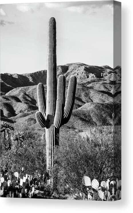 Arizona Canvas Print featuring the photograph Black Arizona Series - Giant Cactus II by Philippe HUGONNARD