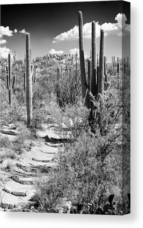 Arizona Canvas Print featuring the photograph Black Arizona Series - Path through Cacti by Philippe HUGONNARD