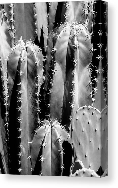 Arizona Canvas Print featuring the photograph Black Arizona Series - Saguaro Cactus Close Up II by Philippe HUGONNARD