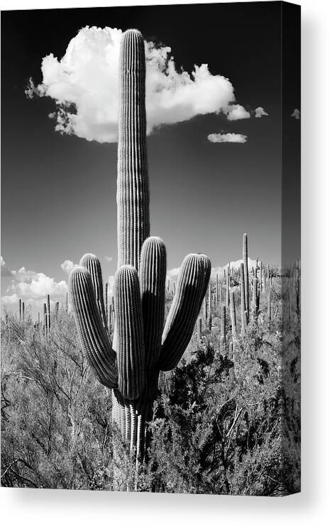 Arizona Canvas Print featuring the photograph Black Arizona Series - The Saguaro Cactus by Philippe HUGONNARD