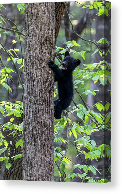 Black Bear Cub Canvas Print featuring the photograph Black bear cub mouth open climbing up tree trunk by Dan Friend