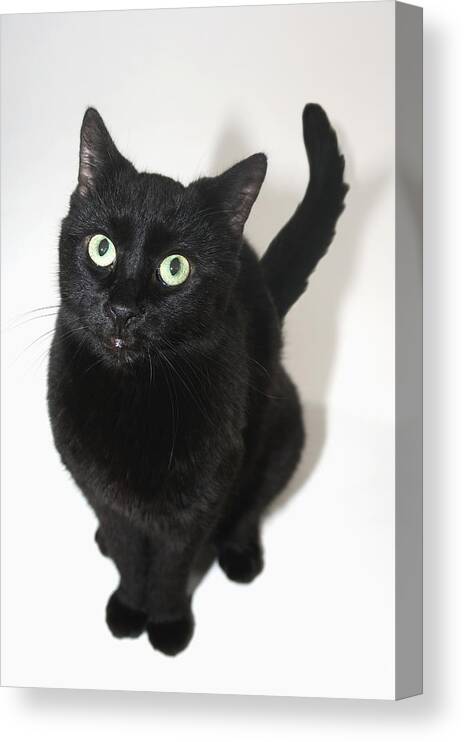 Holiday Canvas Print featuring the photograph Black cat by Thinkstock Images