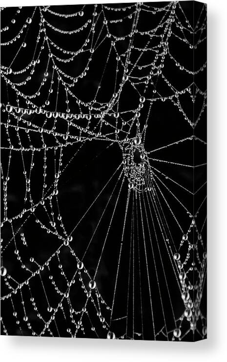 Black Canvas Print featuring the photograph Black Web by WAZgriffin Digital
