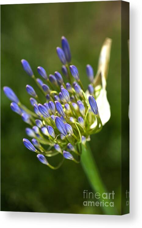 Lily Of The Nile Canvas Print featuring the photograph Blue Agapanthus Hand by Joy Watson