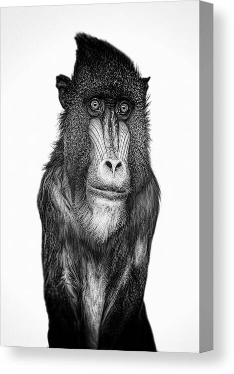 Baboon Canvas Print featuring the digital art Blue Baboon by Tom Gehrke