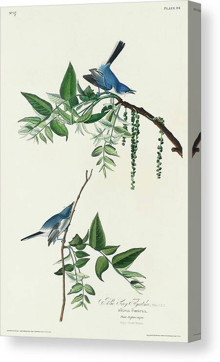Audubon Birds Canvas Print featuring the drawing Blue-Grey Fly-catcher by John James Audubon