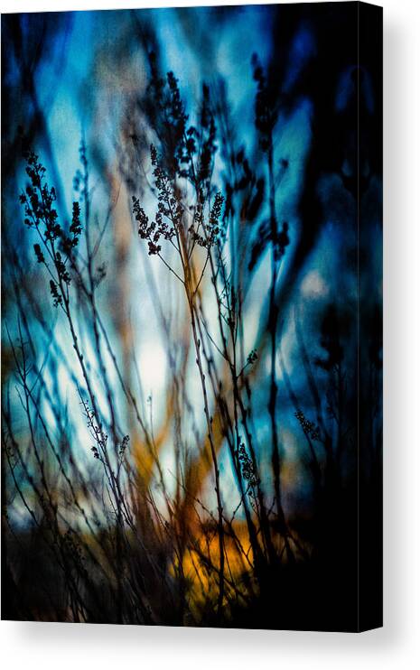 Plant Canvas Print featuring the photograph Blue mood by Yasmina Baggili