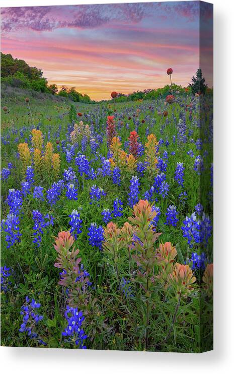 Bluebonnets Canvas Print featuring the photograph Bluebonnets and Prairie Paintbrush 4071 by Rob Greebon