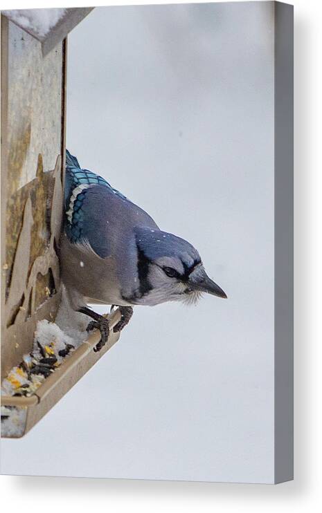 2019 Canvas Print featuring the photograph Bluejay 4 by Gerri Bigler