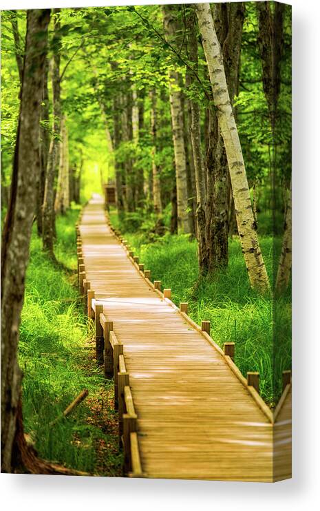 Acadia Canvas Print featuring the photograph Boardwalk in the Forest by Jeff Sinon