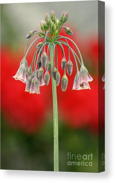 Flowers Canvas Print featuring the photograph Bokeh Bloom by Kimberly Furey
