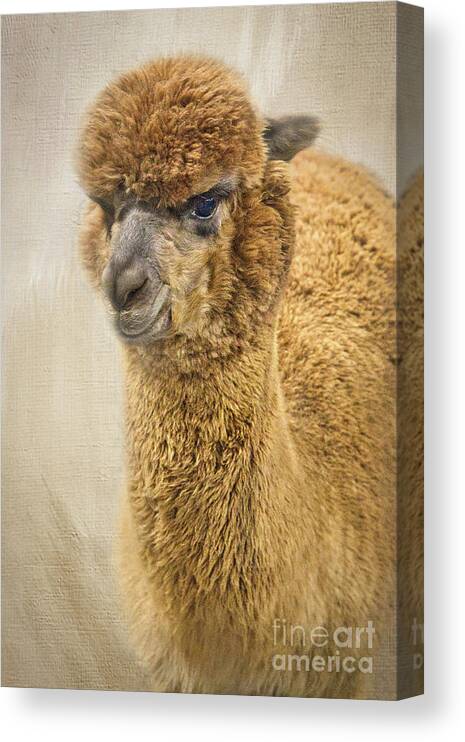 Alpaca Canvas Print featuring the photograph Brown Alpaca by Amy Dundon