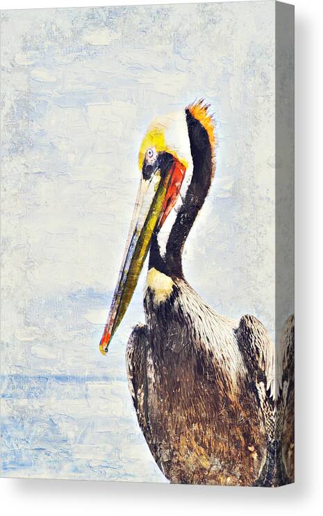 Pelican Canvas Print featuring the digital art Brown Pelican by Bonny Puckett