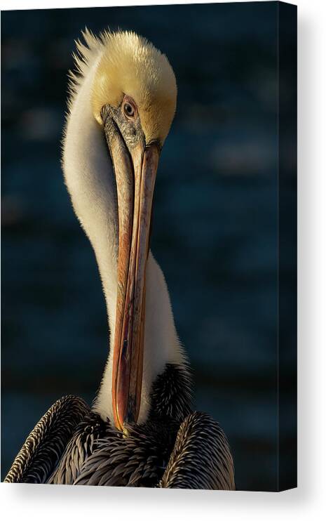 Birds Canvas Print featuring the photograph Brown Pelican Portrait by RD Allen