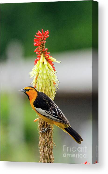 Kmaphoto Canvas Print featuring the photograph Bullock's Oriole 2 by Kristine Anderson
