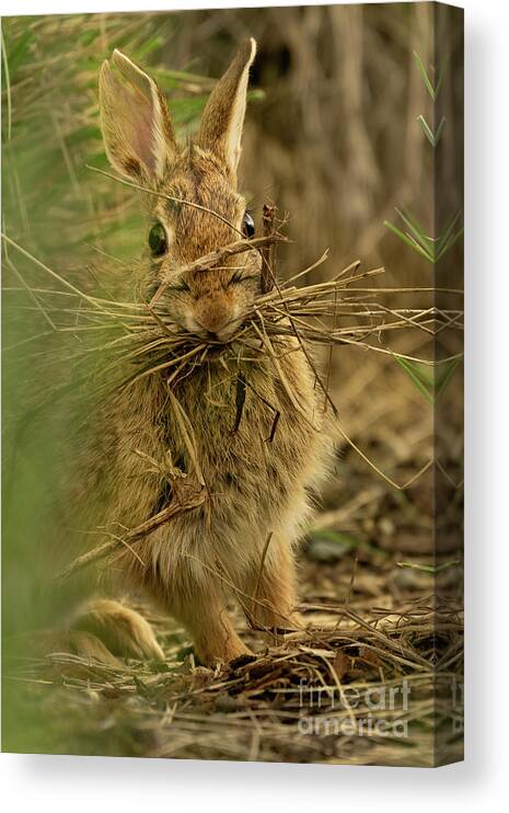 Eastern Cottontail Rabbit Canvas Print featuring the photograph Bunny with Her Sticks by Nancy Gleason